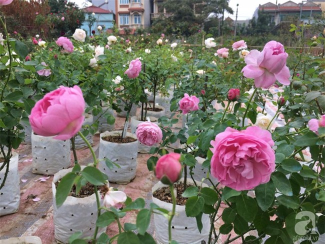 Cận Tết, ghé thăm vườn hồng rộng 900m² với 3000 gốc hồng nở rực rỡ ở ngoại thành Hà Nội - Ảnh 11.