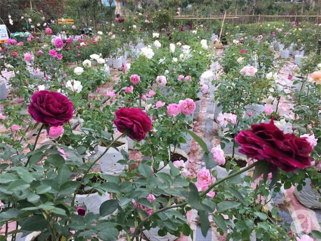 Cận Tết, ghé thăm vườn hồng rộng 900m² với 3000 gốc hồng nở rực rỡ ở ngoại thành Hà Nội - Ảnh 12.