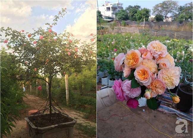 Cận Tết, ghé thăm vườn hồng rộng 900m² với 3000 gốc hồng nở rực rỡ ở ngoại thành Hà Nội - Ảnh 13.