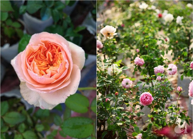 Cận Tết, ghé thăm vườn hồng rộng 900m² với 3000 gốc hồng nở rực rỡ ở ngoại thành Hà Nội - Ảnh 14.