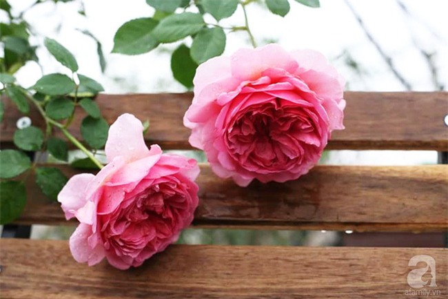 Cận Tết, ghé thăm vườn hồng rộng 900m² với 3000 gốc hồng nở rực rỡ ở ngoại thành Hà Nội - Ảnh 15.