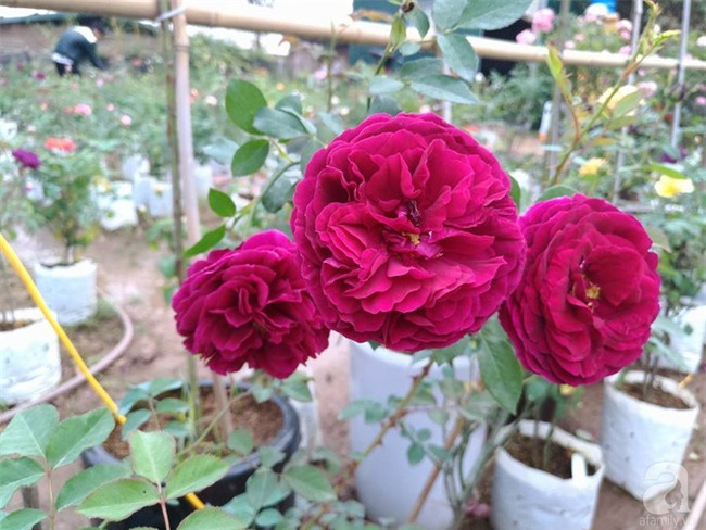 Cận Tết, ghé thăm vườn hồng rộng 900m² với 3000 gốc hồng nở rực rỡ ở ngoại thành Hà Nội - Ảnh 16.