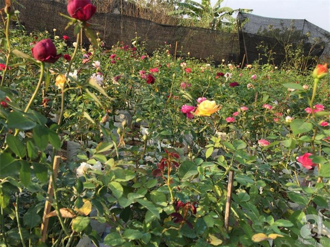Cận Tết, ghé thăm vườn hồng rộng 900m² với 3000 gốc hồng nở rực rỡ ở ngoại thành Hà Nội - Ảnh 17.