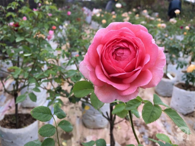 Cận Tết, ghé thăm vườn hồng rộng 900m² với 3000 gốc hồng nở rực rỡ ở ngoại thành Hà Nội - Ảnh 18.