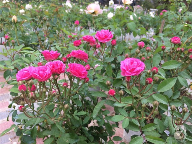 Cận Tết, ghé thăm vườn hồng rộng 900m² với 3000 gốc hồng nở rực rỡ ở ngoại thành Hà Nội - Ảnh 19.