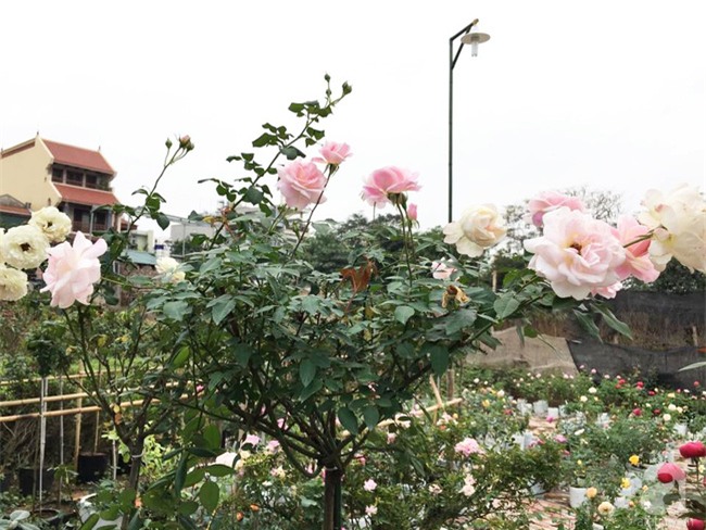Cận Tết, ghé thăm vườn hồng rộng 900m² với 3000 gốc hồng nở rực rỡ ở ngoại thành Hà Nội - Ảnh 20.