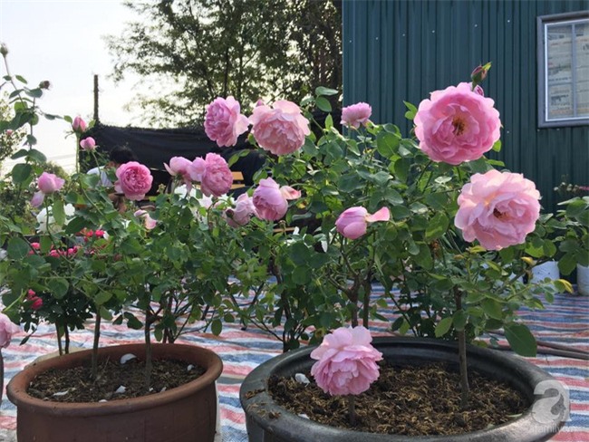 Cận Tết, ghé thăm vườn hồng rộng 900m² với 3000 gốc hồng nở rực rỡ ở ngoại thành Hà Nội - Ảnh 21.