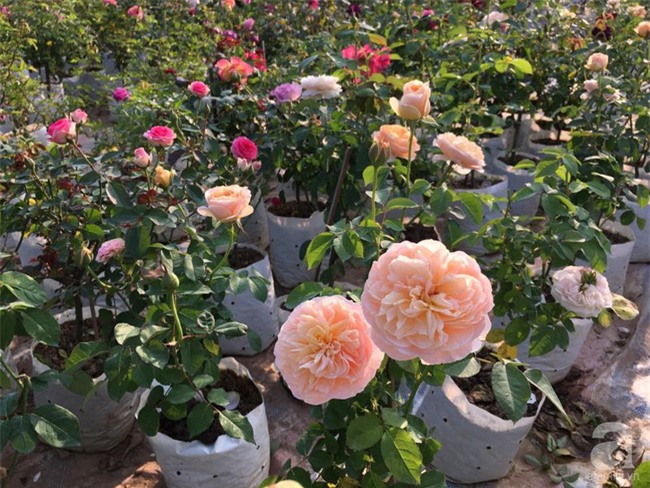 Cận Tết, ghé thăm vườn hồng rộng 900m² với 3000 gốc hồng nở rực rỡ ở ngoại thành Hà Nội - Ảnh 5.
