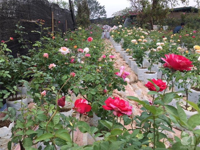 Cận Tết, ghé thăm vườn hồng rộng 900m² với 3000 gốc hồng nở rực rỡ ở ngoại thành Hà Nội - Ảnh 6.