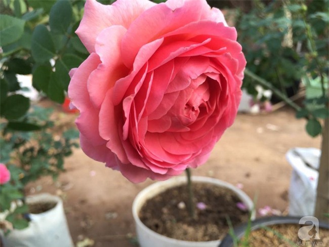 Cận Tết, ghé thăm vườn hồng rộng 900m² với 3000 gốc hồng nở rực rỡ ở ngoại thành Hà Nội - Ảnh 7.