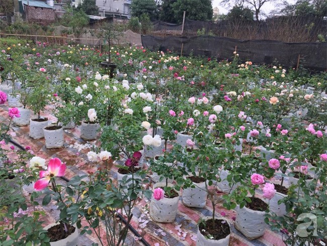 Cận Tết, ghé thăm vườn hồng rộng 900m² với 3000 gốc hồng nở rực rỡ ở ngoại thành Hà Nội - Ảnh 8.