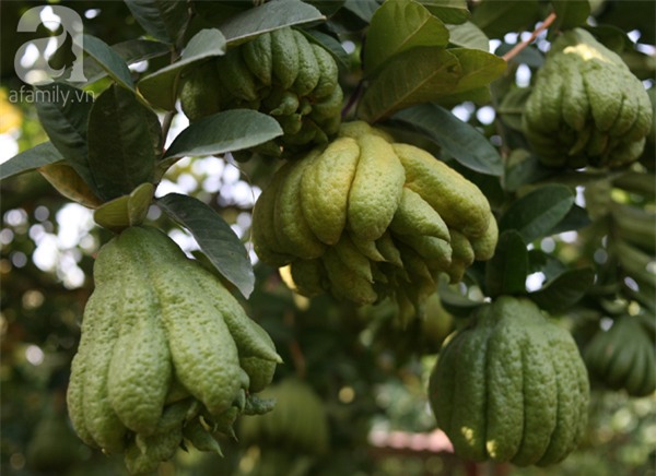 Hà Nội: 2,5 triệu đồng một quả phật thủ... 40 tay - Ảnh 11.