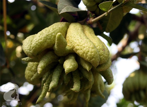 Hà Nội: 2,5 triệu đồng một quả phật thủ... 40 tay - Ảnh 12.