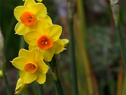 3 loài hoa quý nhà nhà dùng để trưng Tết nhưng cực độc với trẻ con - Ảnh 1.