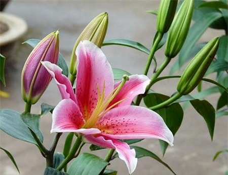 3 loài hoa quý nhà nhà dùng để trưng Tết nhưng cực độc với trẻ con - Ảnh 2.