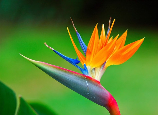 3 loài hoa quý nhà nhà dùng để trưng Tết nhưng cực độc với trẻ con - Ảnh 3.