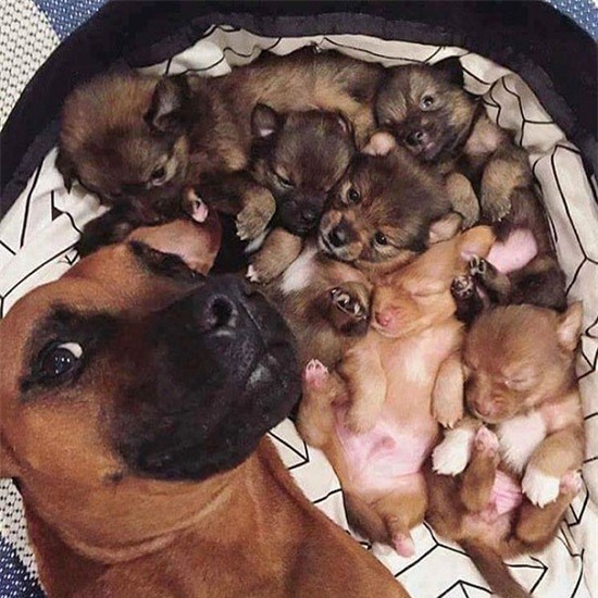 Cười nghiêng ngả với loạt ảnh tự sướng cực cool của động vật - Ảnh 25.