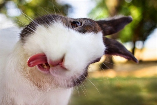 Cười nghiêng ngả với loạt ảnh tự sướng cực cool của động vật - Ảnh 31.