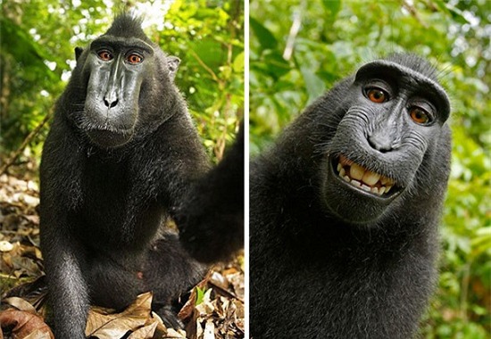 Cười nghiêng ngả với loạt ảnh tự sướng cực cool của động vật - Ảnh 3.