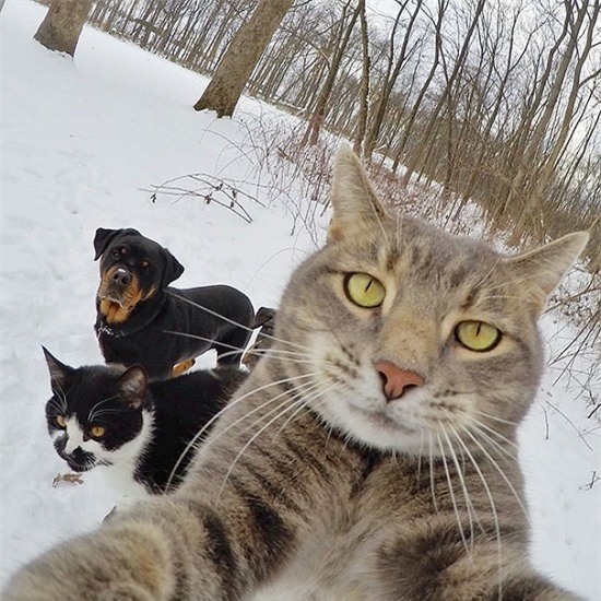 Cười nghiêng ngả với loạt ảnh tự sướng cực cool của động vật - Ảnh 5.