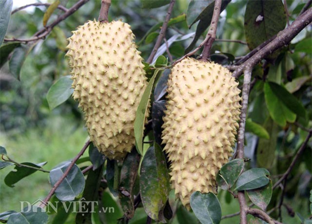 dan mien tay lung suc tim mua trai “cau vang” hinh anh 1