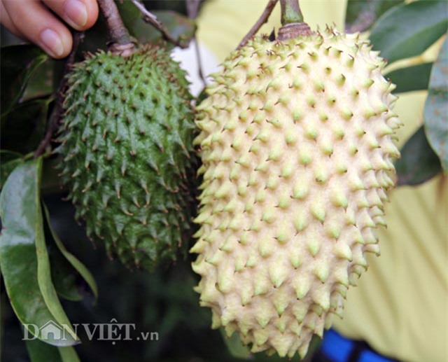 dan mien tay lung suc tim mua trai “cau vang” hinh anh 2