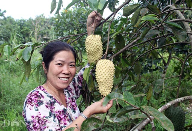 dan mien tay lung suc tim mua trai “cau vang” hinh anh 5