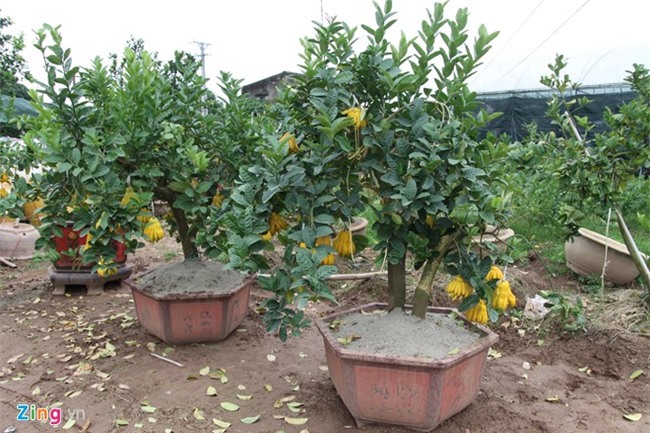 Nguoi 'khong co doi thu' o lang ty phu phat thu hinh anh 1