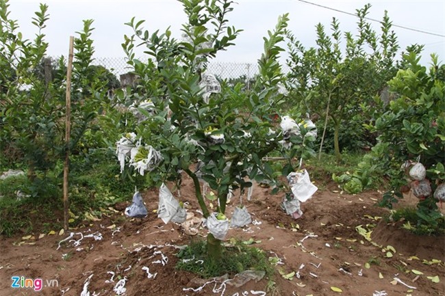 Nguoi 'khong co doi thu' o lang ty phu phat thu hinh anh 2