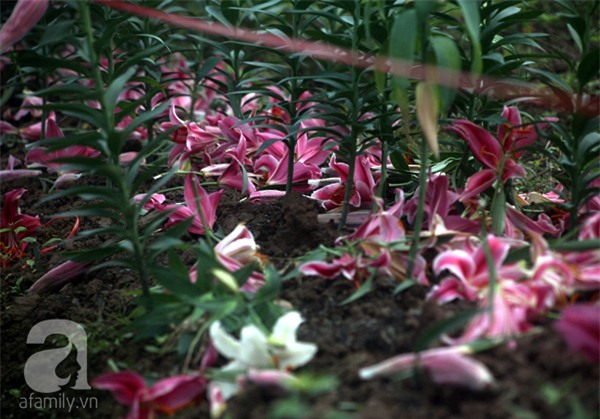 Hà Nội: Nông dân Tây Tựu phát khóc vì hoa ly nở sớm, rụng đỏ ruộng trước Tết - Ảnh 3.