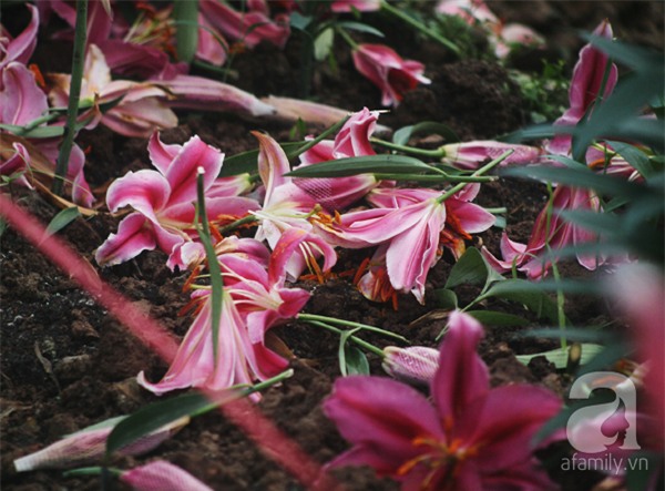 Hà Nội: Nông dân Tây Tựu phát khóc vì hoa ly nở sớm, rụng đỏ ruộng trước Tết - Ảnh 4.