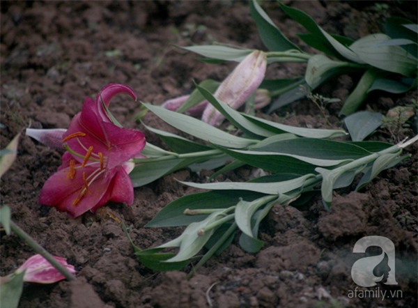 Hà Nội: Nông dân Tây Tựu phát khóc vì hoa ly nở sớm, rụng đỏ ruộng trước Tết - Ảnh 5.