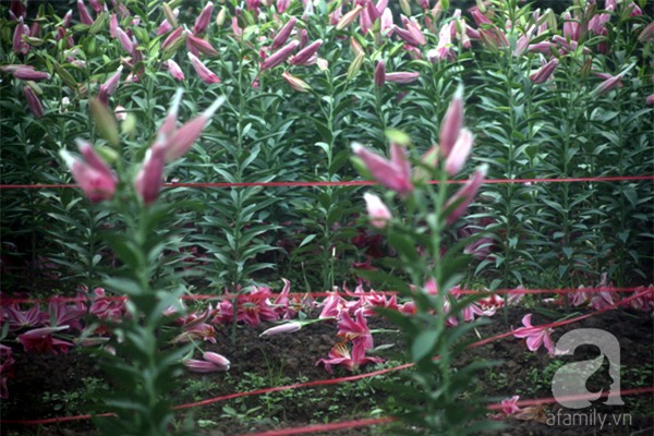 Hà Nội: Nông dân Tây Tựu phát khóc vì hoa ly nở sớm, rụng đỏ ruộng trước Tết - Ảnh 6.