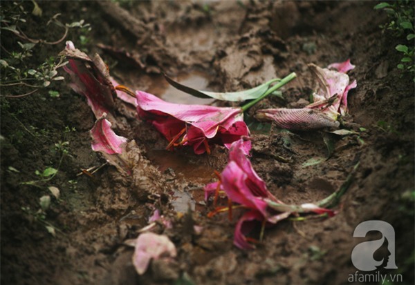 Hà Nội: Nông dân Tây Tựu phát khóc vì hoa ly nở sớm, rụng đỏ ruộng trước Tết - Ảnh 8.