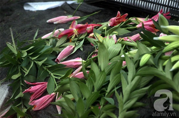Hà Nội: Nông dân Tây Tựu phát khóc vì hoa ly nở sớm, rụng đỏ ruộng trước Tết - Ảnh 12.
