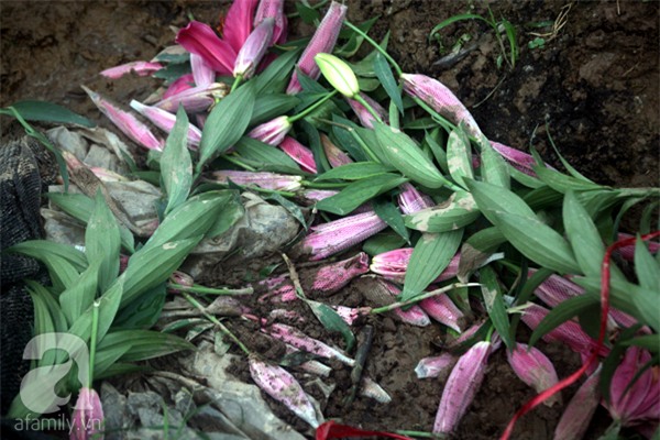 Hà Nội: Nông dân Tây Tựu phát khóc vì hoa ly nở sớm, rụng đỏ ruộng trước Tết - Ảnh 13.
