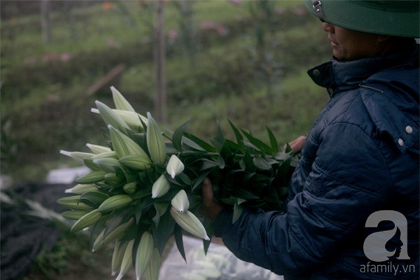 Hà Nội: Nông dân Tây Tựu phát khóc vì hoa ly nở sớm, rụng đỏ ruộng trước Tết - Ảnh 15.