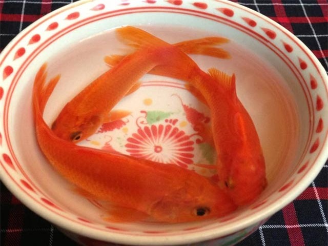 cung ong Cong ong Tao - p