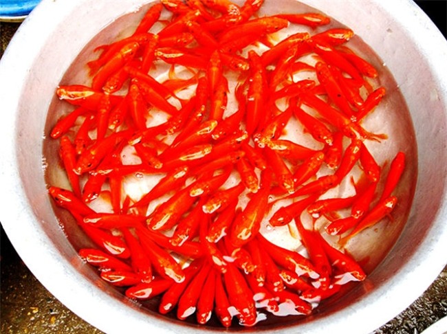 cung ong Cong ong Tao 3-