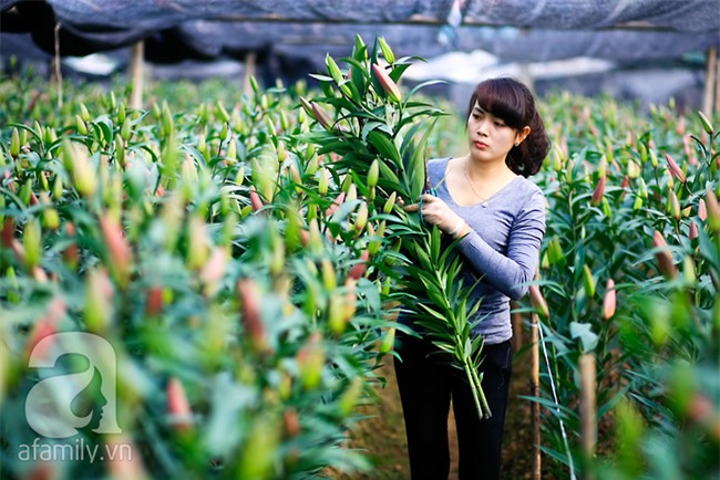 4 làng hoa đẹp long lanh ngay ven Hà Nội nên ghé đến để cảm nhận rõ vị Xuân - Ảnh 1.