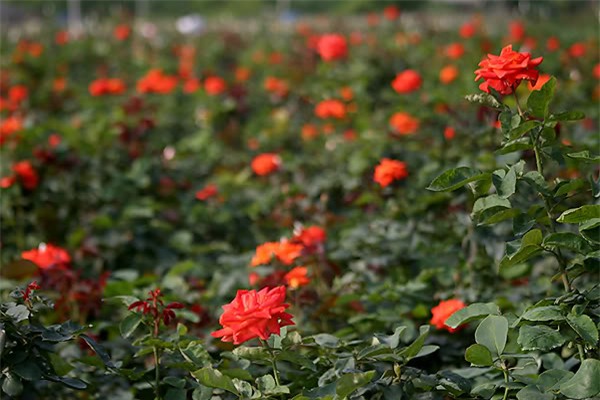 4 làng hoa đẹp long lanh ngay ven Hà Nội nên ghé đến để cảm nhận rõ vị Xuân - Ảnh 10.
