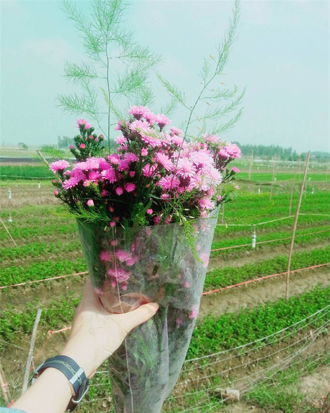 4 làng hoa đẹp long lanh ngay ven Hà Nội nên ghé đến để cảm nhận rõ vị Xuân - Ảnh 11.