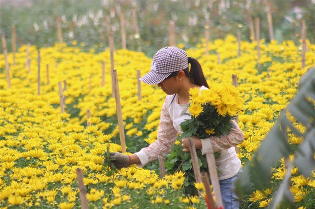 4 làng hoa đẹp long lanh ngay ven Hà Nội nên ghé đến để cảm nhận rõ vị Xuân - Ảnh 3.