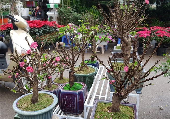 Đào 2 gang tay mạo danh đào thất thốn: Hàng Tàu hại hoa Việt