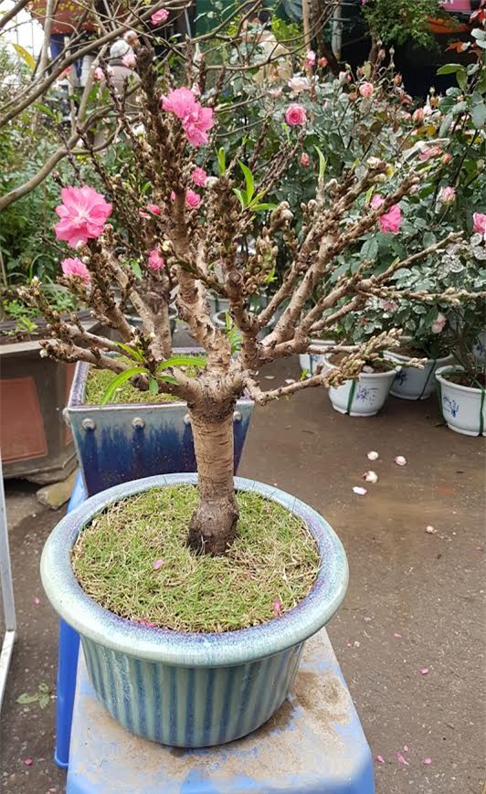 Đào 2 gang tay mạo danh đào thất thốn: Hàng Tàu hại hoa Việt