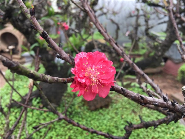 Đào 2 gang tay mạo danh đào thất thốn: Hàng Tàu hại hoa Việt