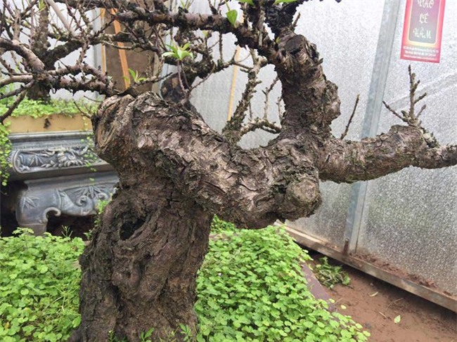 Đào 2 gang tay mạo danh đào thất thốn: Hàng Tàu hại hoa Việt