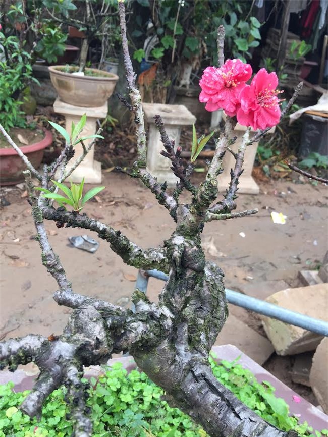 Đào 2 gang tay mạo danh đào thất thốn: Hàng Tàu hại hoa Việt