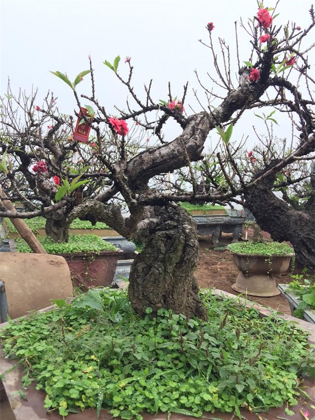 Đào 2 gang tay mạo danh đào thất thốn: Hàng Tàu hại hoa Việt