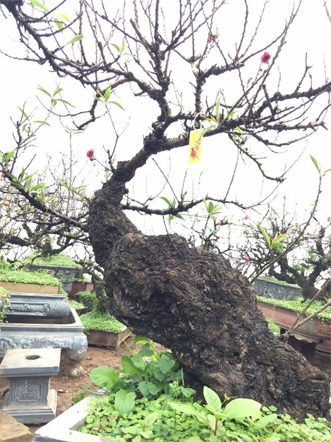 Đào 2 gang tay mạo danh đào thất thốn: Hàng Tàu hại hoa Việt